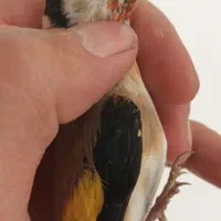 سهره نر|پرنده|اردبیل, |دیوار