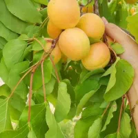 باغ در جلفا