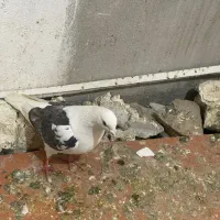 کفتر|حیوانات|شاهرود, |دیوار