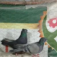 کفتر.کبوتر اصفهانی