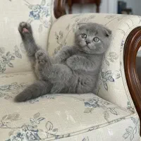 اسکاتیش بریتیش های فوق‌العاده زیبا