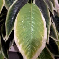 درختچه مصنوعی|گل مصنوعی|همدان, |دیوار