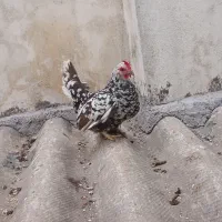مرغ جاپنیز اصل کف خواب