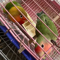 کوتوله بریزیلی