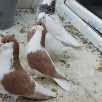 کبوتر خوشرنگ و طوقی