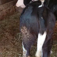 دو عدد گوساله