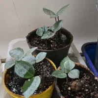 گل زاموفیلیا|گل و گیاه طبیعی|نیشابور, دارایی|دیوار