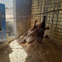 بوقلمون ماده