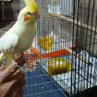 دوتاعروس هلندی رام