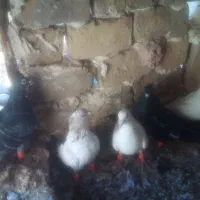 شش عدد کبوتر|پرنده|مشهد, چهاربرج|دیوار