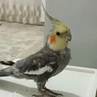 عروس هلندی|پرنده|پیرانشهر, |دیوار