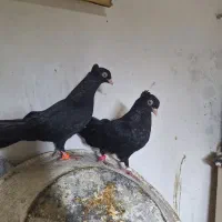 زاق ابادانی