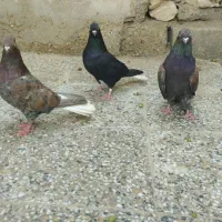 کبوتر رنگی دم سفید ماده