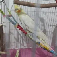جفت مولد با قفس