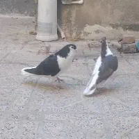 چند عدد کبوتر|پرنده|بروجرد, |دیوار