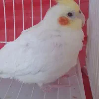 جوجه عروس هلندی دونخور لوتینو