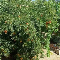 فروش خانه ویلایی در تاکستان|فروش خانه و ویلا|تهران, میدان ولیعصر|دیوار