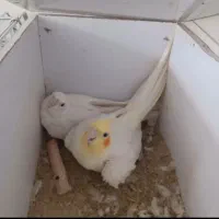 عروس هلندی بالغ آلبینو و لوتینو جفت ماده کار|پرنده|قم, دروازه ری|دیوار