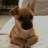 توله پاکوتاه سایزصفر|سگ|قم, شهرک قدس|دیوار