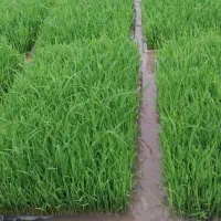 فروش توم باکسی