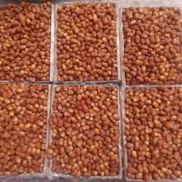 خرما زاهدی /قصب درجه یک محصول امسال|خوردنی و آشامیدنی|شیراز, شهرک گلستان|دیوار