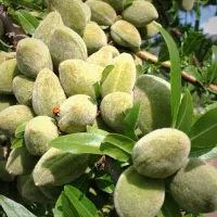 نهالستان پالیزدارای ارقام متفاوتنهال دیرگل پربار|خدمات باغبانی و درختکاری|هیر, |دیوار