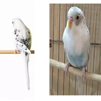 پرنده گمشده مرغ عشق سفید ابی