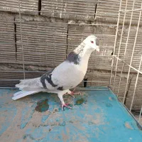 ماده نقره ای گلو گاوی