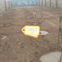 فروش ۴۹۵ متری در آرامگاه فردوسی جاده حسن آباد|فروش دفتر صنعتی، کشاورزی، تجاری|مشهد, تبادکان|دیوار