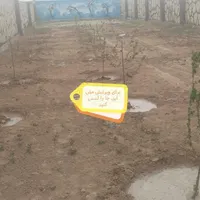 فروش ۴۹۵ متری در آرامگاه فردوسی جاده حسن آباد|فروش دفتر صنعتی، کشاورزی، تجاری|مشهد, تبادکان|دیوار
