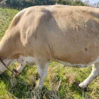 گاو سیمینتال شکم دار لیشه|حیوانات مزرعه|کیاشهر, |دیوار