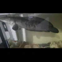 معاوضه ماهی مانستر و اکواریوم با طوطی کاسکو