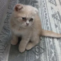 گربه نژاد اسکاتیش پرشین|گربه|مشهد, کوثر|دیوار