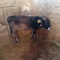 گوساله سالم وسر زنده|حیوانات مزرعه|بوکان, |دیوار