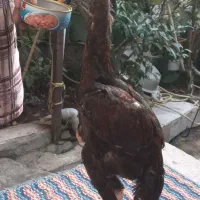 خروس لاری