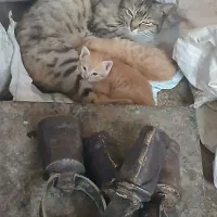 بچه گربه