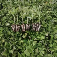 نشاگوجه‌فرنگی بدرو وبریویو دستگیردریافت سفارش