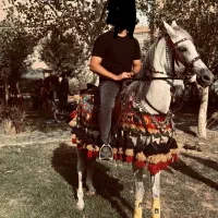 اسب مادیون عرب یک سر|اسب و تجهیزات اسب‌سواری|ورامین, ورامین|دیوار