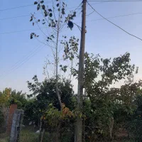 فروش باغ مرکبات