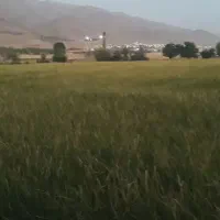 برنج چمپای اردل