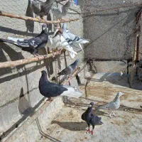 کبوتررنگی وهفترنگ|پرنده|تاکستان, |دیوار