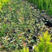 فتونیا|گل و گیاه طبیعی|کلاچای, |دیوار