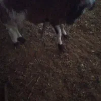 معاوضه میش باتراکتور|حیوانات مزرعه|شهرکرد, |دیوار