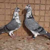 کبوتر سوسگی خوشگل