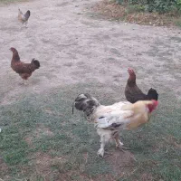 مرغ و خروس