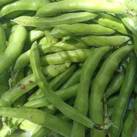 باقلا محلی تازه