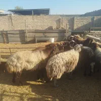 بز.   میش.   گاو.