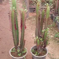 گل و گیاه|گل و گیاه طبیعی|محلات, |دیوار