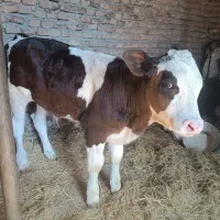 گوساله نر شیر مست - عالی برای پرواربندی