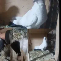 کبوتر